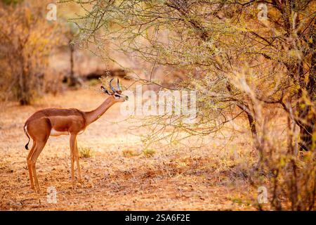 Antilope gerenuk Samburu spécial cinq dans le parc national au Kenya Banque D'Images