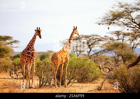 Samburu spécial cinq girafes réticulées dans la réserve nationale au Kenya Banque D'Images