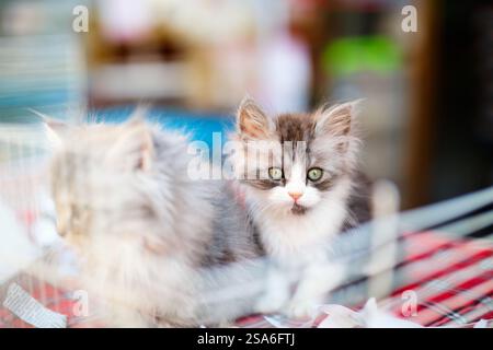 Adorable petit chaton à vendre au marché des animaux Banque D'Images