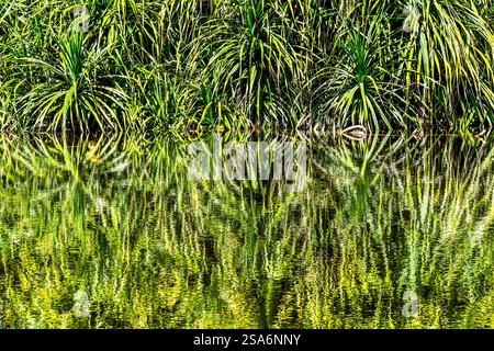 Pandanus, jardin botanique tropical Fairchild, Coral Gables, Floride. Banque D'Images