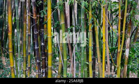 Gros plan des couleurs et des textures d'une forêt de bambous. Banque D'Images