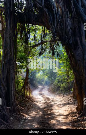 Beaux paysages du parc national de Ranthambore au Rajasthan en Inde Banque D'Images