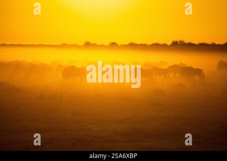 Un troupeau de gnous silhouette contre un lever de soleil orange brillant. La brume dorée et l'éclairage doux évoquent une ambiance de savane africaine sereine mais sauvage Banque D'Images