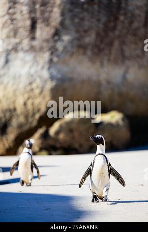 Deux pingouins africains marchant sur une plage de sable ensoleillée, entourés de grands rochers, avec des ombres projetant un contraste naturel Banque D'Images