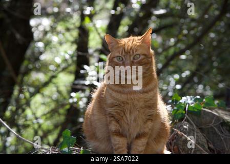 Original Ginger Tabby Cat Banque D'Images