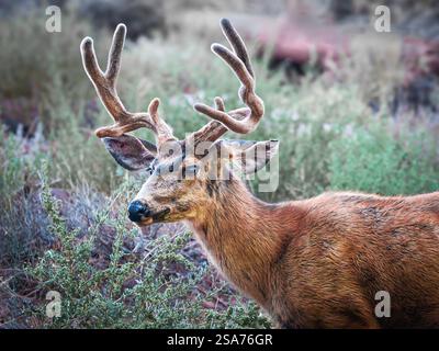 Gros plan d'un cerf de Mule avec des bois de velours en quête de bois près de Teasdale, Utah Banque D'Images
