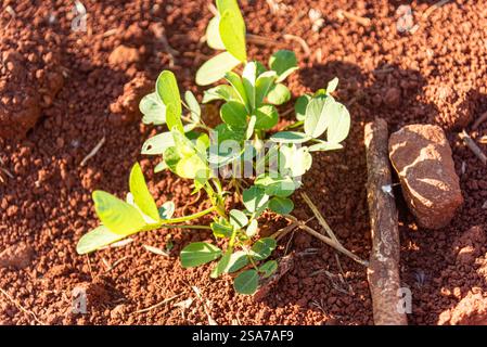 Arachis hypogaea feuilles et plante. Banque D'Images