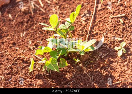 Arachis hypogaea feuilles et plante. Banque D'Images