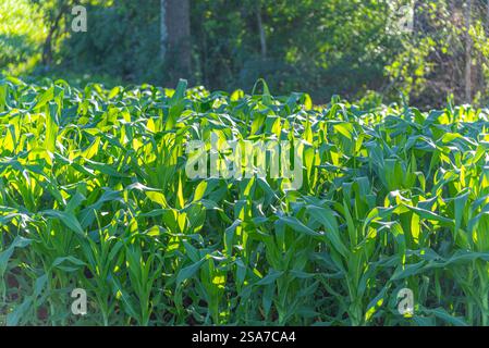 Plantation de maïs pour ensilage animal. Banque D'Images