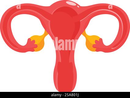 Système reproducteur féminin humain avec illustration de l'utérus et des ovaires. Illustration montrant les organes du système reproducteur féminin Illustration de Vecteur