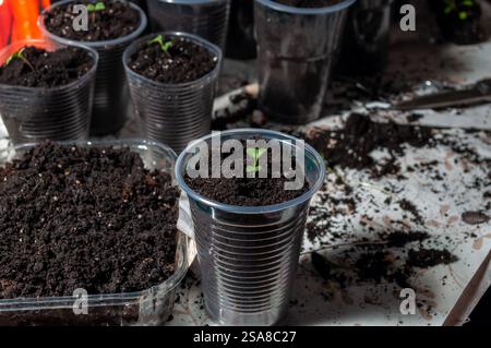 Un petit germe vert émerge d'un sol sombre dans une tasse en plastique transparent, entouré d'autres tasses similaires et de terre renversée. Banque D'Images