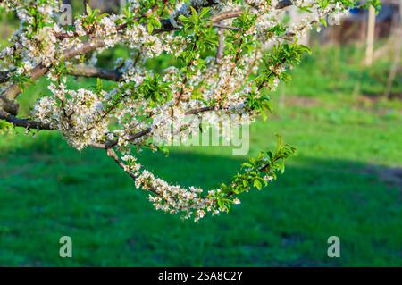 Fleurs blanches en pleine floraison sur une branche d'arbre, avec une pelouse verte luxuriante en arrière-plan. Banque D'Images