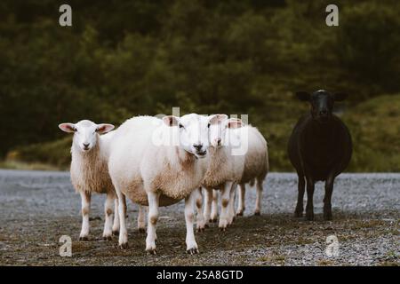Moutons affluent d'animaux de ferme marchant en plein air Banque D'Images