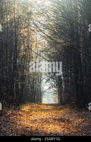 Des feuilles dorées couvrent le sol tandis que la lumière douce du soleil coule à travers de grands arbres dans un cadre forestier paisible en automne. La nature invite à l'exploration al Banque D'Images