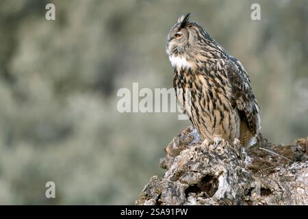 Eurasian Eagle Owl perché dans un frêne pendant la saison d'accouplement juste avant de partir chasser à la dernière lueur d'une soirée de janvier Banque D'Images