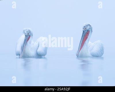 Pélicans dalmatiens (Pelecanus crispus) dans la brume hivernale Banque D'Images