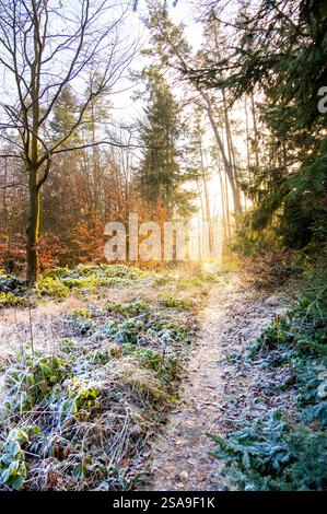 Un sentier forestier pittoresque baigné de soleil par une journée d'hiver gelée. L'herbe glacée et les arbres scintillent, créant une atmosphère magique et sereine dans cela Banque D'Images