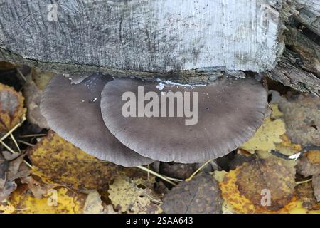 Pleurotus ostreatus, la pleurote, un délicieux champignons sauvage en Finlande Banque D'Images