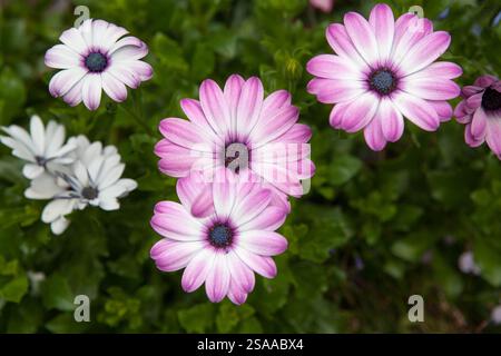 Osteospermum fleurit dans un jardin d'été anglais Banque D'Images
