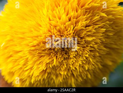 Helianthus annuus, Teddy Bear tournesol gros plan Banque D'Images