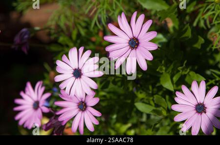 Osteospermum fleurit dans un jardin d'été anglais Banque D'Images