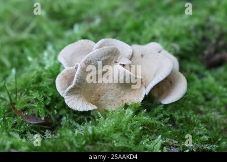 Panellus stipticus, communément connu sous le nom d'huître amère, panus astringent ou panellus luminescent, champignon sauvage de Finlande Banque D'Images