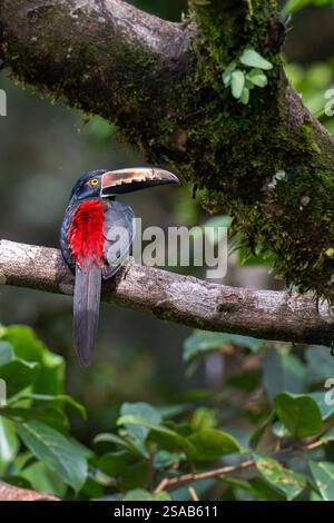 Costa Rica, Arenal. Aracari à col (Pteroglossus torquatus) Banque D'Images