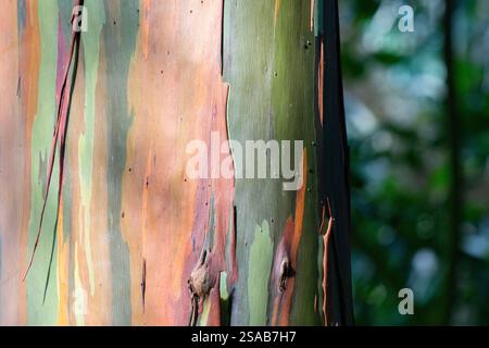 Costa Rica, Côte Pacifique, péninsule d'Osa, Tiskita. Détail de l'eucalyptus arc-en-ciel coloré aka Eucalyptus deglupta, gomme de Mindanao, ou gomme arc-en-ciel. Banque D'Images