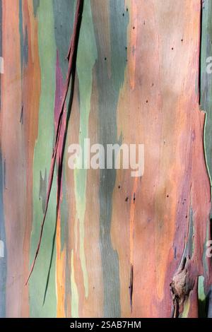 Costa Rica, Côte Pacifique, péninsule d'Osa, Tiskita. Détail de l'eucalyptus arc-en-ciel coloré aka Eucalyptus deglupta, gomme de Mindanao, ou gomme arc-en-ciel. Banque D'Images