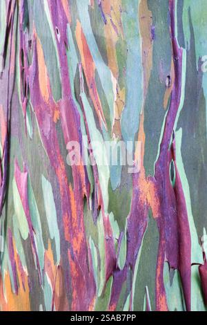 Costa Rica, Côte Pacifique, péninsule d'Osa, Tiskita. Détail de l'eucalyptus arc-en-ciel coloré aka Eucalyptus deglupta, gomme de Mindanao, ou gomme arc-en-ciel. Banque D'Images