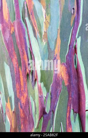 Costa Rica, Côte Pacifique, péninsule d'Osa, Tiskita. Détail de l'eucalyptus arc-en-ciel coloré aka Eucalyptus deglupta, gomme de Mindanao, ou gomme arc-en-ciel. Banque D'Images