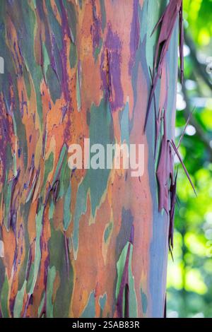 Costa Rica, Côte Pacifique, péninsule d'Osa, Tiskita. Détail de l'eucalyptus arc-en-ciel coloré aka Eucalyptus deglupta, gomme de Mindanao, ou gomme arc-en-ciel. Banque D'Images