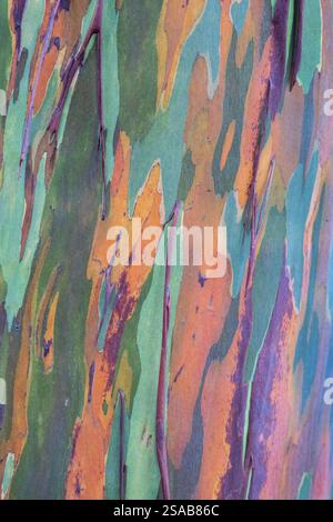 Costa Rica, Côte Pacifique, péninsule d'Osa, Tiskita. Détail de l'eucalyptus arc-en-ciel coloré aka Eucalyptus deglupta, gomme de Mindanao, ou gomme arc-en-ciel. Banque D'Images