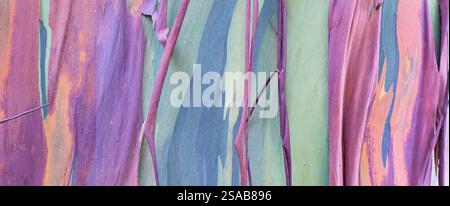 Costa Rica, Côte Pacifique, péninsule d'Osa, Tiskita. Détail de l'eucalyptus arc-en-ciel coloré aka Eucalyptus deglupta, gomme de Mindanao, ou gomme arc-en-ciel. Banque D'Images