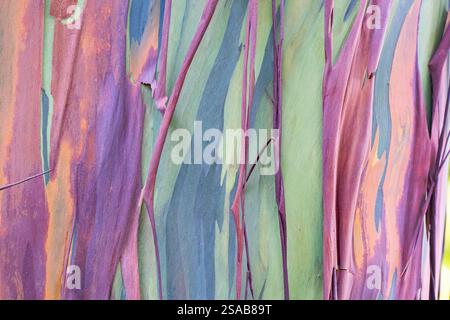 Costa Rica, Côte Pacifique, péninsule d'Osa, Tiskita. Détail de l'eucalyptus arc-en-ciel coloré aka Eucalyptus deglupta, gomme de Mindanao, ou gomme arc-en-ciel. Banque D'Images