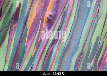 Costa Rica, Côte Pacifique, péninsule d'Osa, Tiskita. Détail de l'eucalyptus arc-en-ciel coloré aka Eucalyptus deglupta, gomme de Mindanao, ou gomme arc-en-ciel. Banque D'Images