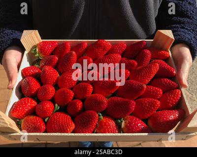 Femme tenant une boîte de fraises biologiques fraîchement cueillies Banque D'Images