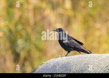 Un Corbeau du Nord assis sur une balle de paille, jour ensoleillé à la fin de l'été Illmitz Autriche Banque D'Images