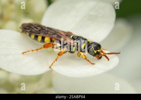 Guêpe Myzinum quinquecinctum sur une hortensia fleurs blanches avec espace de copie et fond flou Banque D'Images
