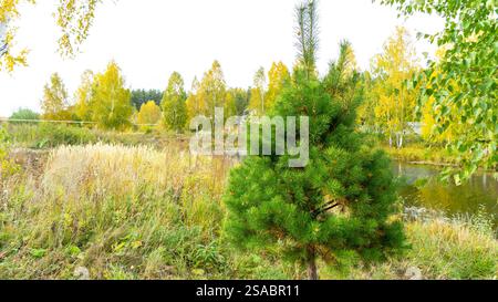 Jeune pin sur fond d'un lac ou d'un étang et arbres jaunis et herbe en automne. Paysage d'automne. Banque D'Images