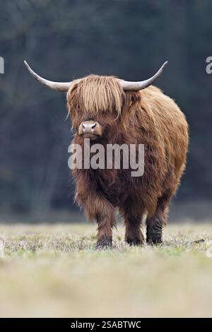 Bovins des Highlands (Bos taurus), animal adulte debout dans un pré, Suisse, Europe Banque D'Images