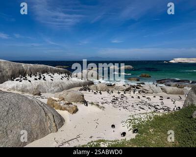 Boulders Beach en Afrique du Sud. Colonie de manchots africains, Spheniscus demersus, également connu sous le nom de manchots du Cap Banque D'Images