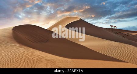 Chameaux dans la ceinture de sable de l'Erg Chebbi Sahara, Merzouga Maroc, la ceinture de dunes de sable est de 5-7 km d'ouest en est, s'élevant à 150 mètres de haut. Banque D'Images
