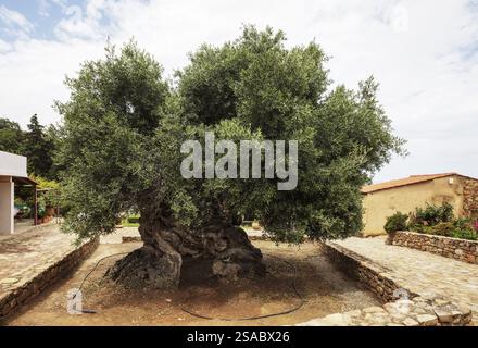 Monument naturel, le plus ancien olivier du monde dans le village de Pano Vouves, Crète, Grèce, Europe Banque D'Images
