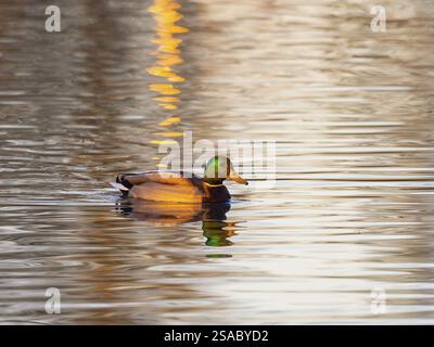 Colvert (Anas platyrhynchos), canard mâle nageant à travers un lac gelé en hiver, dans la lumière de fin de soirée, Hesse, Allemagne, Europe Banque D'Images