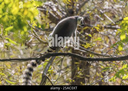Un lémurien à queue annulaire (Lemur catta) est assis haut dans un arbre sur une branche entre des feuilles vertes fraîches Banque D'Images