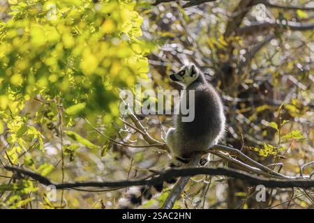 Un lémurien à queue annulaire (Lemur catta) est assis haut dans un arbre sur une branche entre des feuilles vertes fraîches Banque D'Images