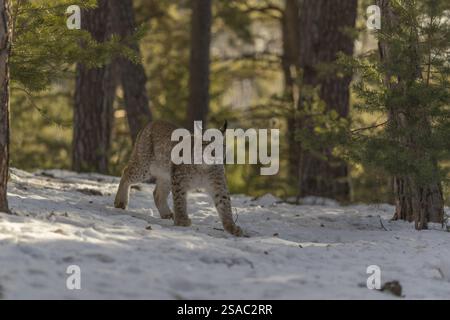 Un jeune lynx eurasien mâle, (Lynx lynx), marchant sur un sol forestier couvert de neige dans la lumière tôt le matin Banque D'Images