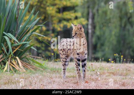 Un serval, Leptailurus serval, se dresse devant un buisson de hautes herbes vertes Banque D'Images