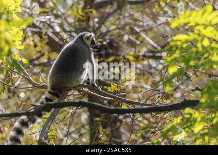 Un lémurien à queue annulaire (Lemur catta) est assis haut dans un arbre sur une branche entre des feuilles vertes fraîches Banque D'Images
